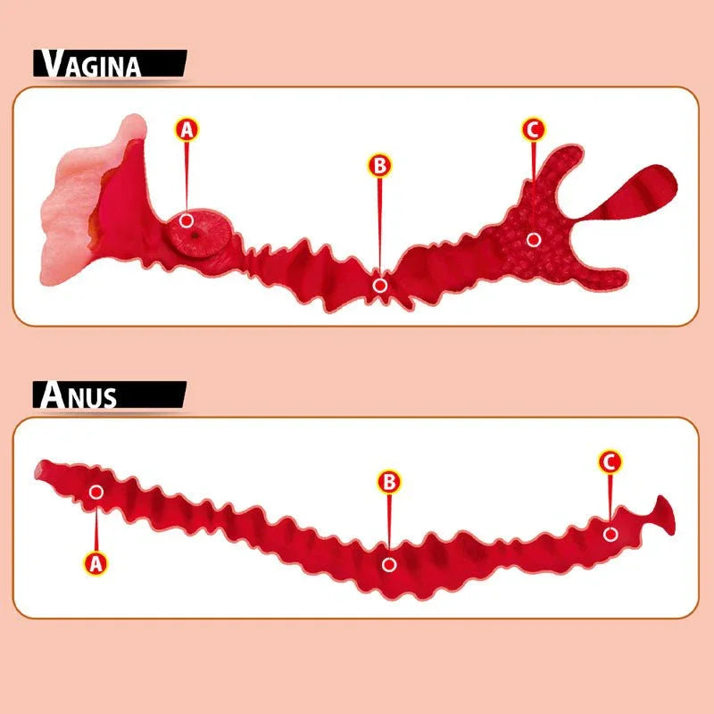Cutaway diagram of the Adel 001 vaginal and anal canals, showing the ribbed inner texture